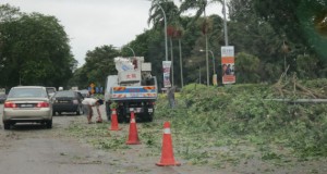 Workers clearing up the fallen tree