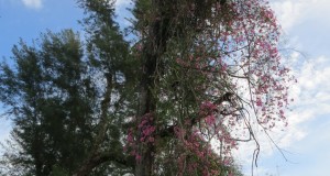 The tallest bougainvillea plants in Miri