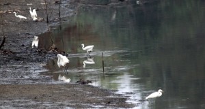 Egrets searching for food
