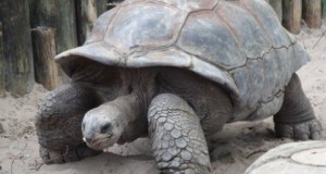 A very old tortoise