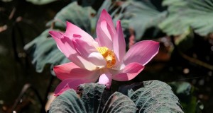 Remember the lotus flower