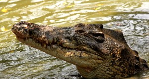 A crocodile at Miri Crocodile Farm