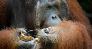 Orangutan at Semenggoh Wildlife Rehabilitation Centre