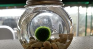 The RM25 Marimo moss ball bought by my sister-in-law