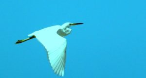 An egret