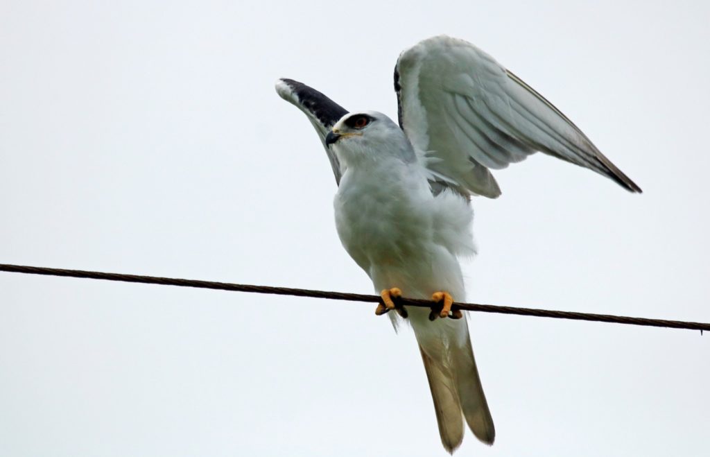 Perched on a roadside wire