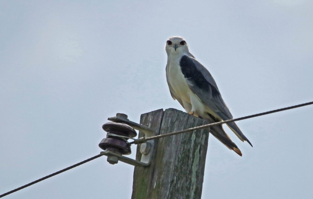Perched on a roadside pole at Kuala Baram Wetlands