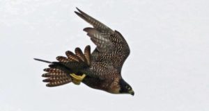 A peregrine falcon seen at Kuala Baram Wetlands