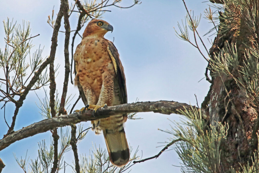 Wallace's hawk-eagle