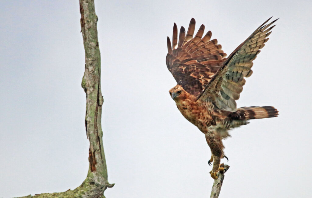 Wallace's hawk-eagle