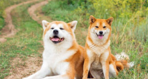 Shiba Inu dogs