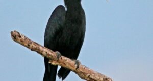 A male black hornbill