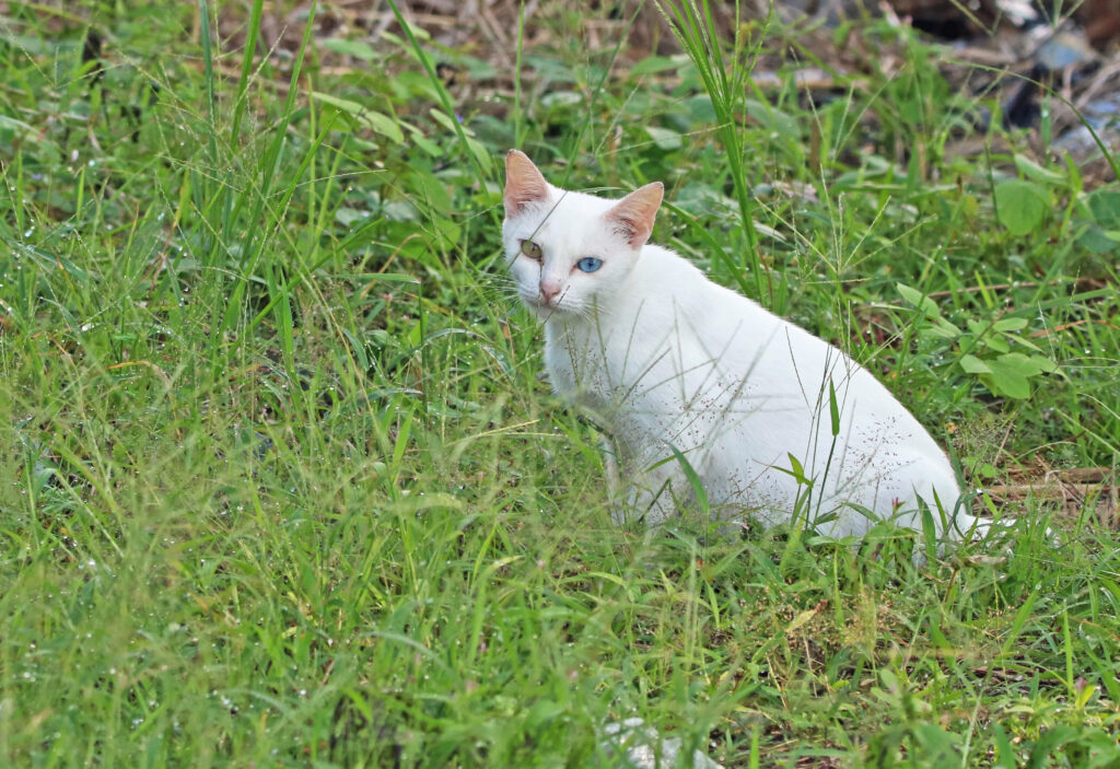 Cat with Heterochromia
