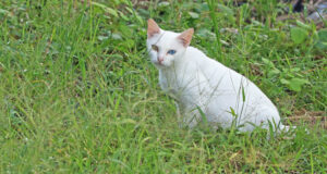 Cat with Heterochromia