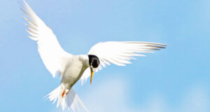 A hovering tern