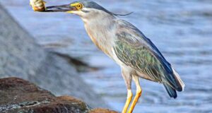 A striated heron with its catch.