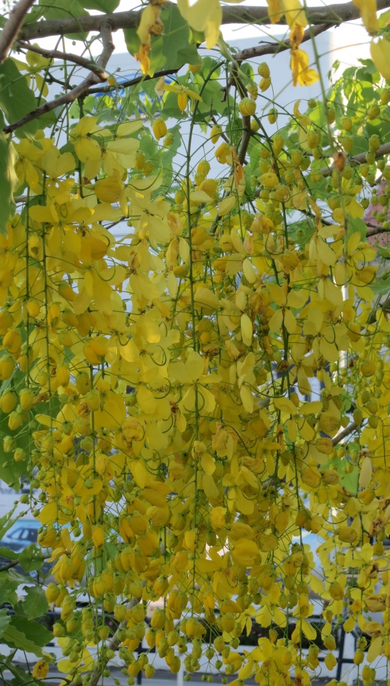 The golden showers of the Cassia fistula