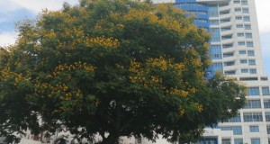 The yellow flame (Peltophorum pterocarpum ) tree behind the Hong Leong Bank