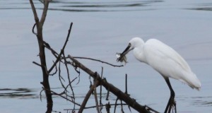 Patience pays off for the egret