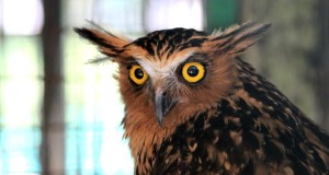 Brown fish owl with piercing eyes