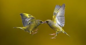 Two birds in midair (Stock Photo)