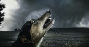 Dog howling at the sky